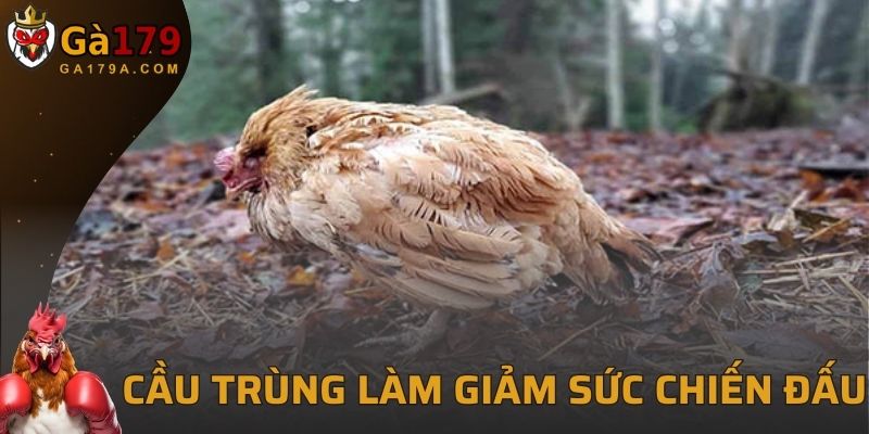 Bệnh cầu trùng ở gà làm giảm khả năng chiến đấu