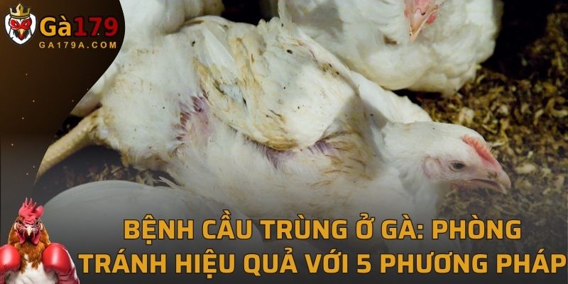 Bệnh Cầu Trùng Ở Gà