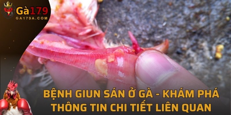 Bệnh Giun Sán Ở Gà