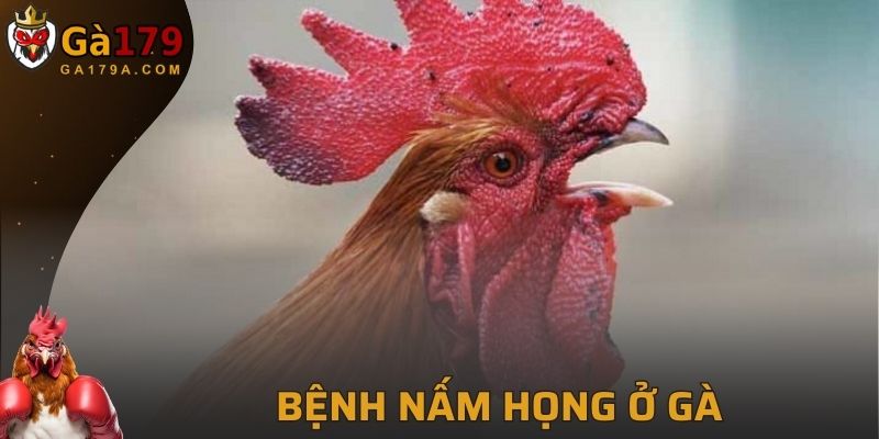 Bệnh Nấm Họng Ở Gà