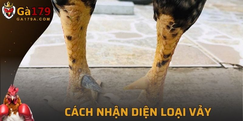 Các đặc điểm nhận diện đơn giản