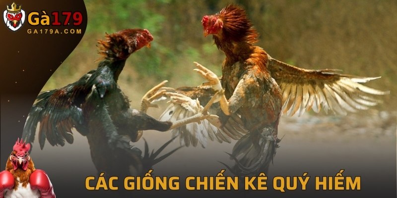 Các giống chiến kê quý hiếm