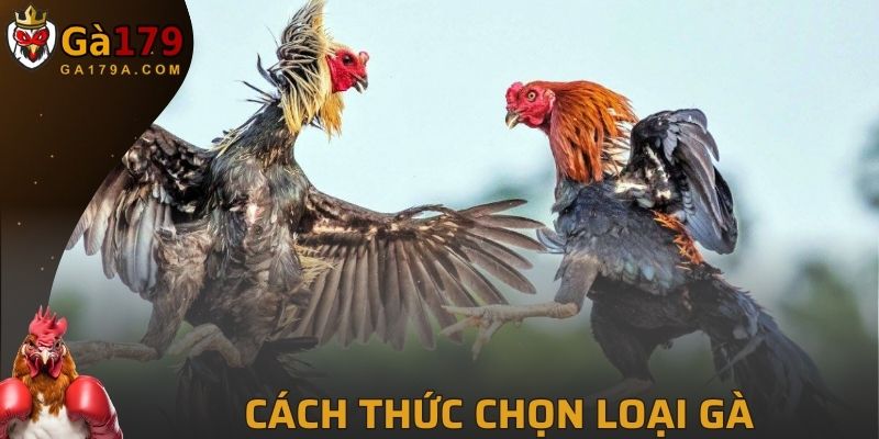 Các loại gà được lựa chọn theo công thức