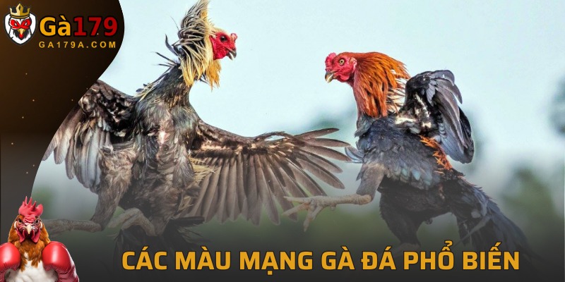 Các màu mạng trong chọi kê được các người chơi yêu thích