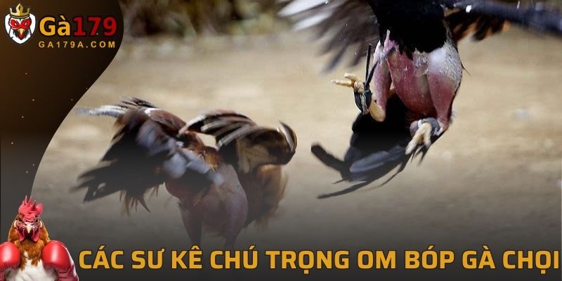 Các sư kê rất chú trọng đến việc om bóp gà chọi