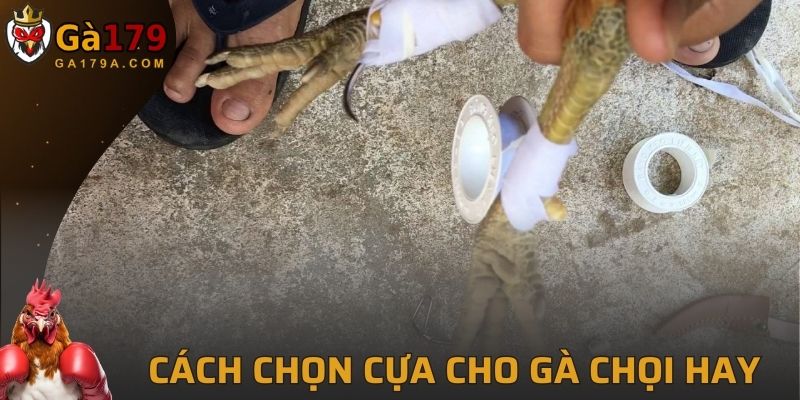 Cách Chọn Cựa Cho Gà Chọi