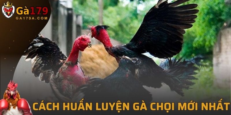 Cách Huấn Luyện Gà Chọi