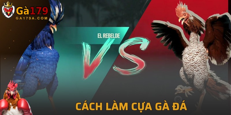 Cách Làm Cựa Gà Đá