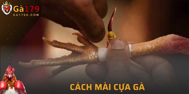 Cách Mài Cựa Gà