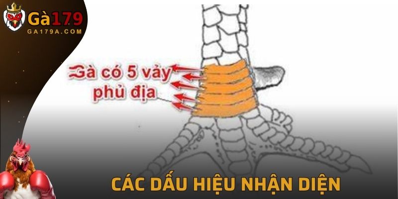 Cách nhận diện cơ bản nhất