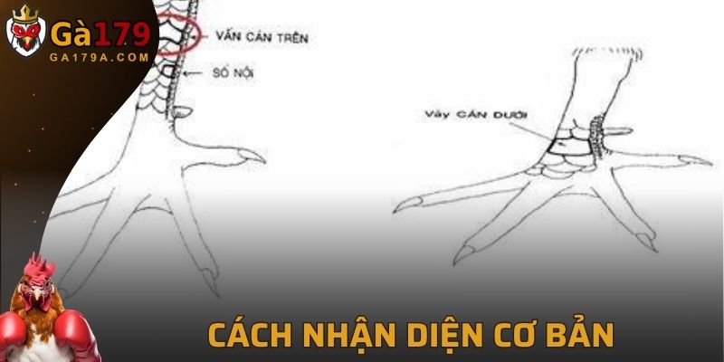 Cách thức nhận diện cực dễ dàng