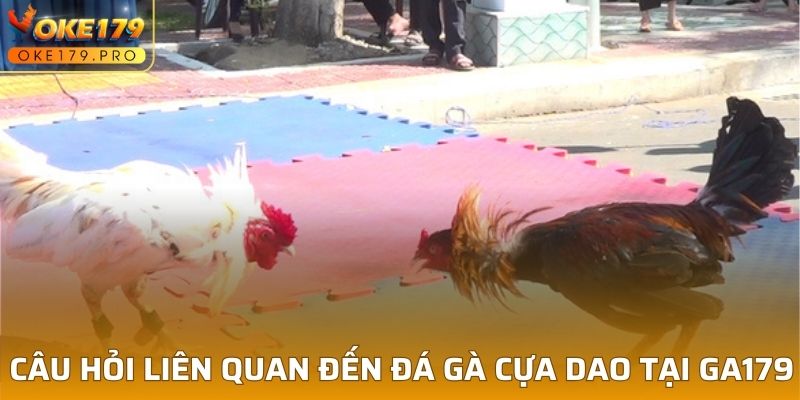 Câu hỏi liên quan đến đá gà cựa dao tại GA179