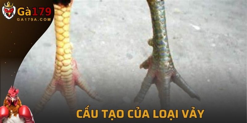 Cấu tạo mang hình sóng nước