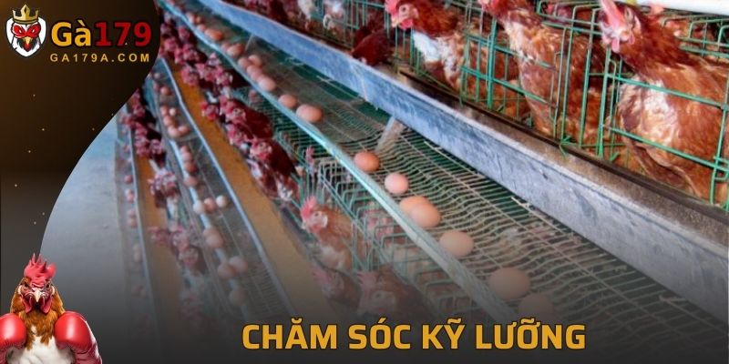 Chăm sóc kỹ cho gà sau trận đấu