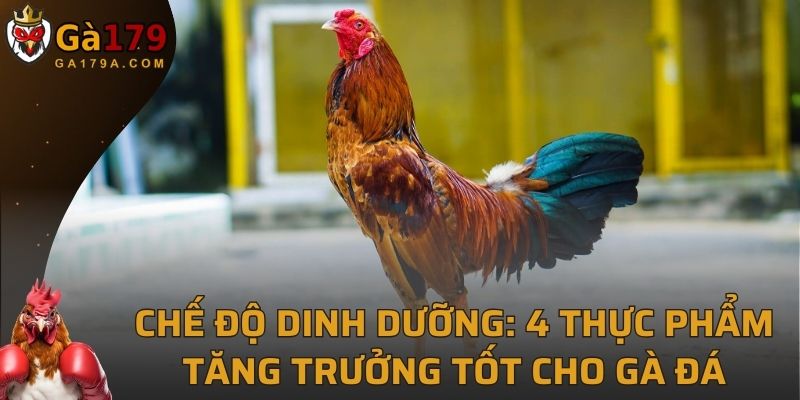 Chế Độ Dinh Dưỡng Cho Gà Đá