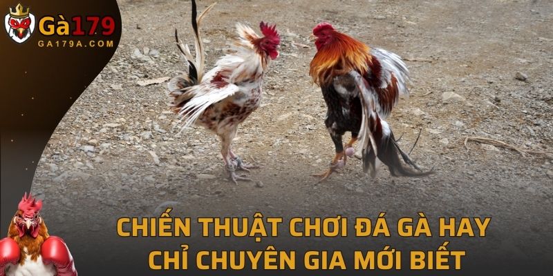 Chiến thuật chơi đá gà hay chỉ chuyên gia mới biết