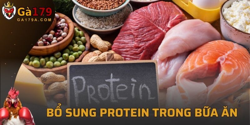 Cho chiến kê ăn nhiều thực phẩm chứa protein