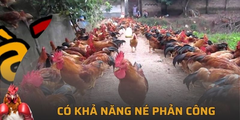 Có khả năng né đòn tốt