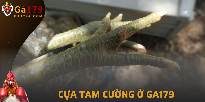 Cựa Tam Cường