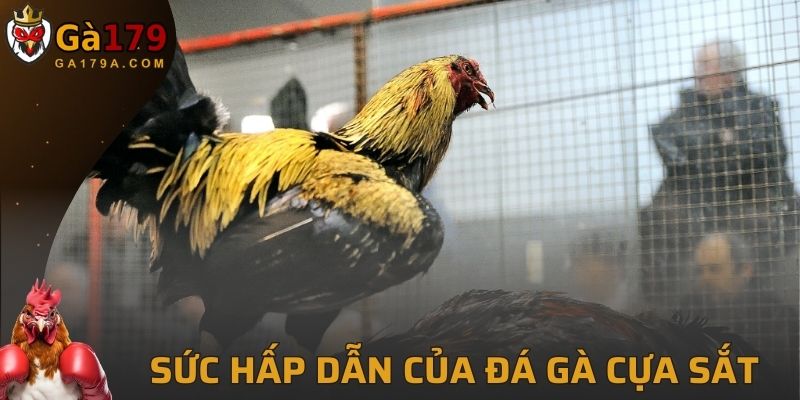 Đá Gà Cựa Sắt