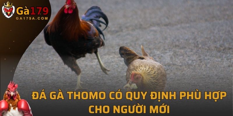 Đá gà Thomo có quy định chơi đơn giản, phù hợp cho người mới