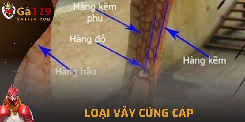 Đảm bảo gà có khả năng cứng cáp