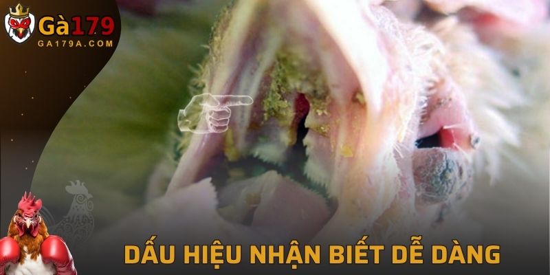 Dấu hiệu nhận biết dễ dàng, đơn giản