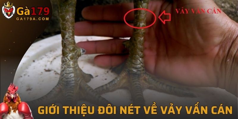 Đôi nét khái niệm cơ bản về Vảy Vấn Cán