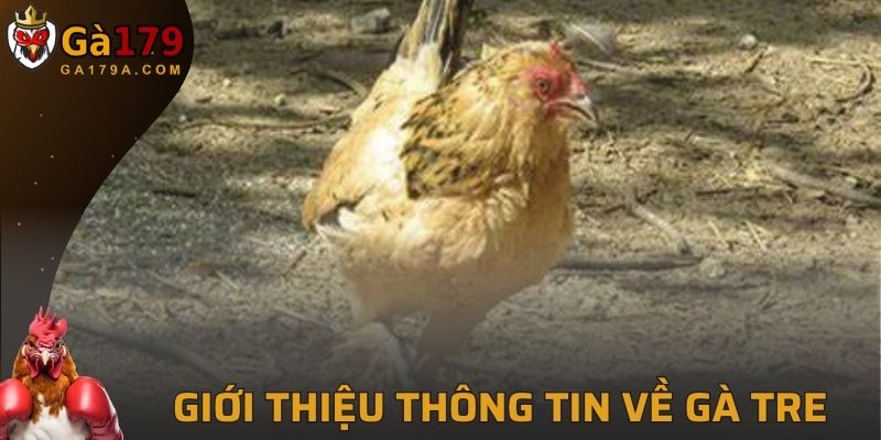 Đôi nét thông tin cơ bản về gà tre