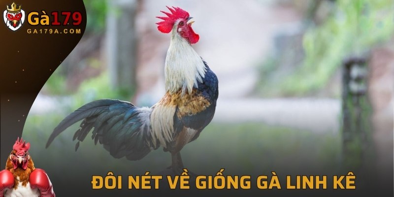 Đôi nét về giống gà linh kê