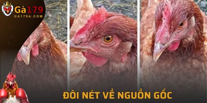 Đôi nét về nguồn gốc hình thành