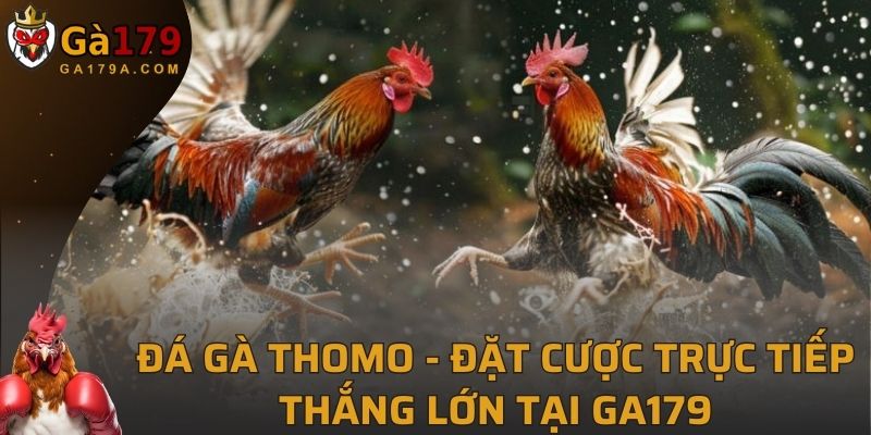 Gà Thomo