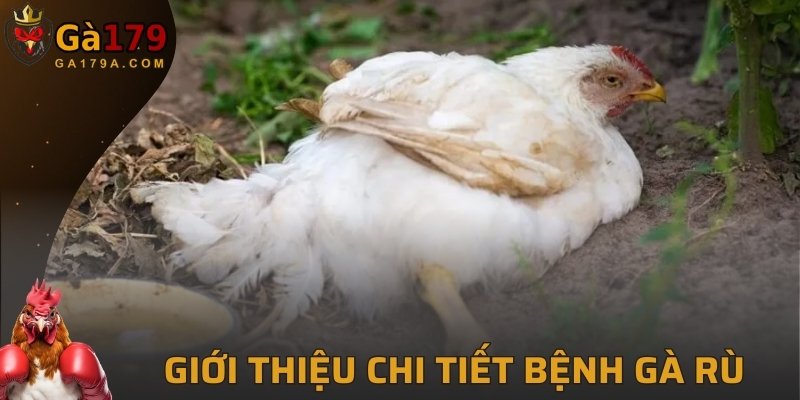 Giới thiệu chi tiết về bệnh gà rù