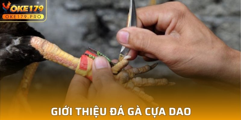 Giới thiệu đá gà cựa dao