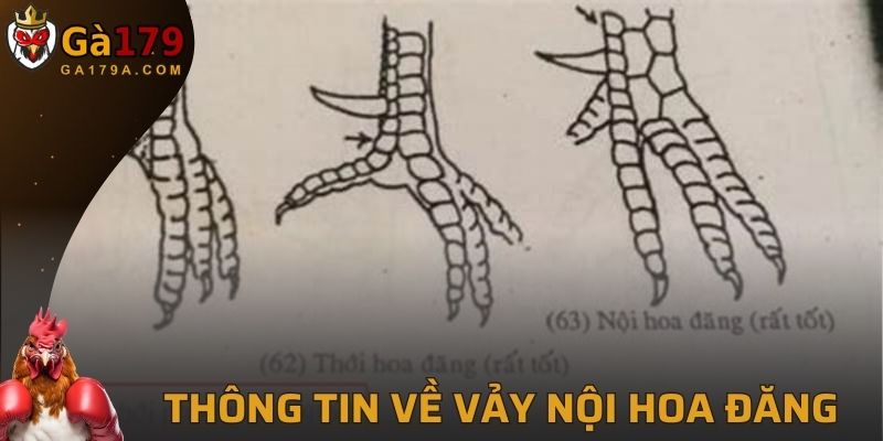 Giới thiệu thông tin về vảy Nội Hoa Đăng