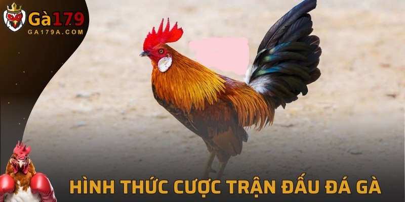 Hình thức cược trận đấu đá gà