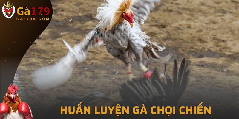 Huấn Luyện Gà Chọi Chiến