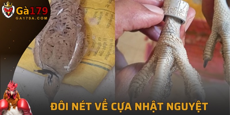 Khái niệm về móng nhật nguyệt của gà chiến