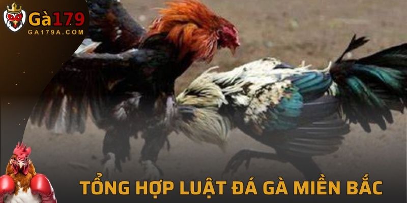 Luật Đá Gà Miền Bắc