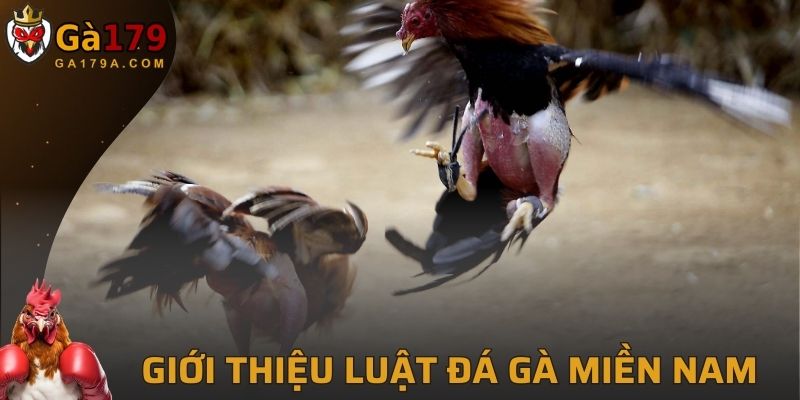 Luật Đá Gà Miền Nam