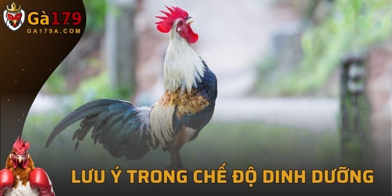 Lưu ý cần biết khi thiết lập chế độ dinh dưỡng cho gà đá