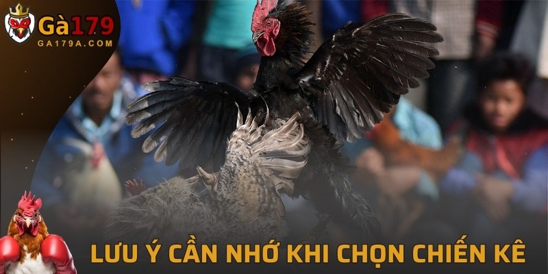 Lưu ý cần nhớ khi chọn chiến kê