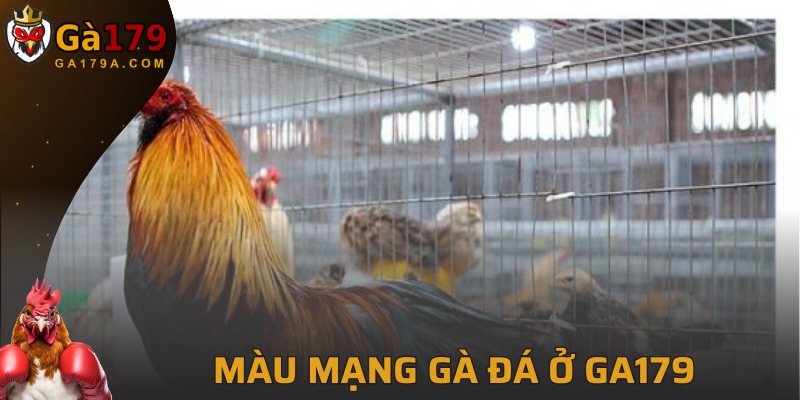 Màu Mạng Gà Đá