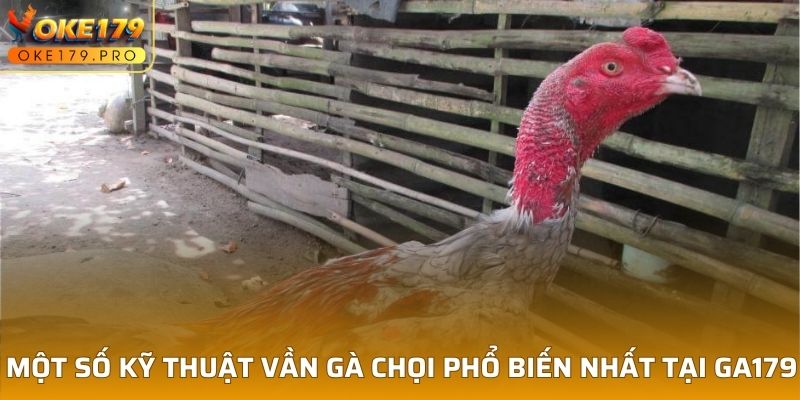 Một số kỹ thuật vần gà chọi phổ biến nhất tại GA179