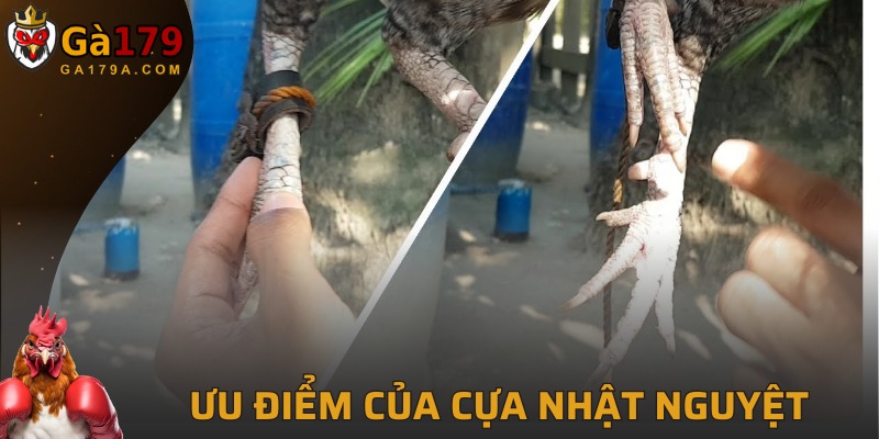 Một số lợi thế mà cựa nhật nguyên mang lại