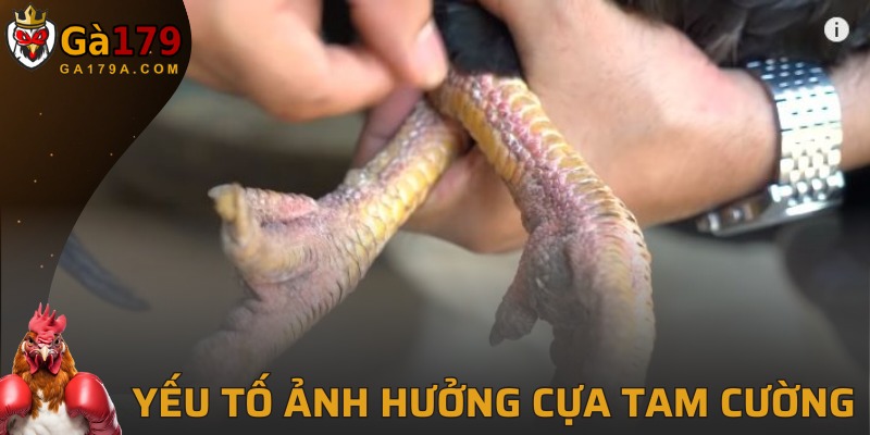 Một số yếu tố ảnh hưởng đến của tam cường cực hấp dẫn