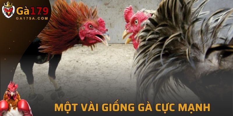 Một vài giống gà cực mạnh trong trận