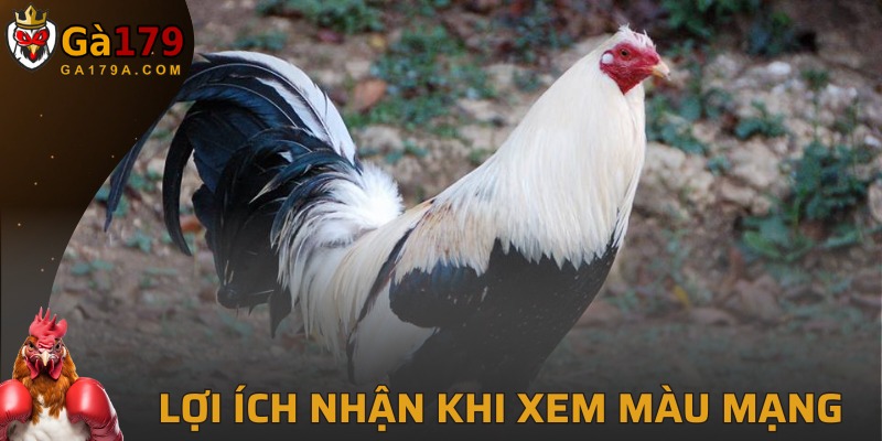 Những lợi ích kê thủ nhận được khi xem sắc thái của gà đá