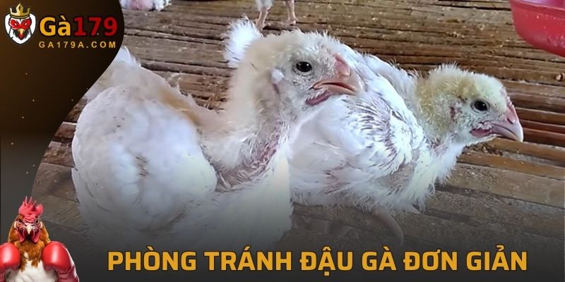 Phòng tránh đậu gà đơn giản