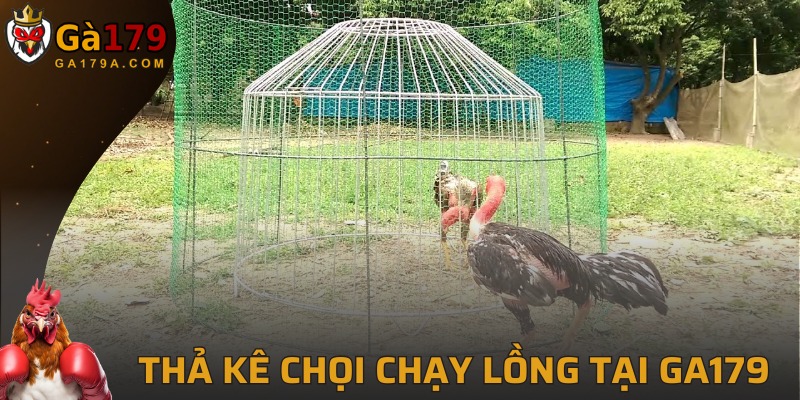 Phương pháp thả rông gà chọi chạy lồng thú vị